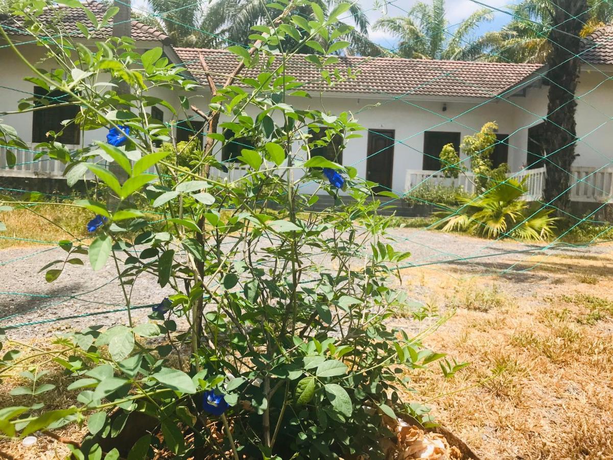 Palm Garden House Otel Quang Tri Dış mekan fotoğraf